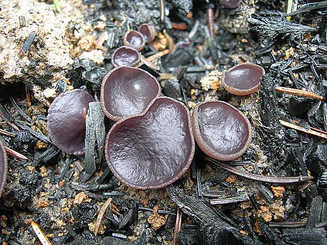 Il Fungo della settimana  (2)   Peziza violacea   Pers.